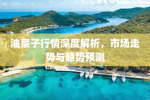 油菜子行情深度解析，市场走势与趋势预测