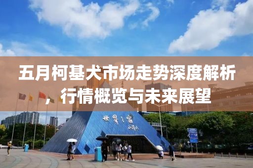 五月柯基犬市场走势深度解析，行情概览与未来展望