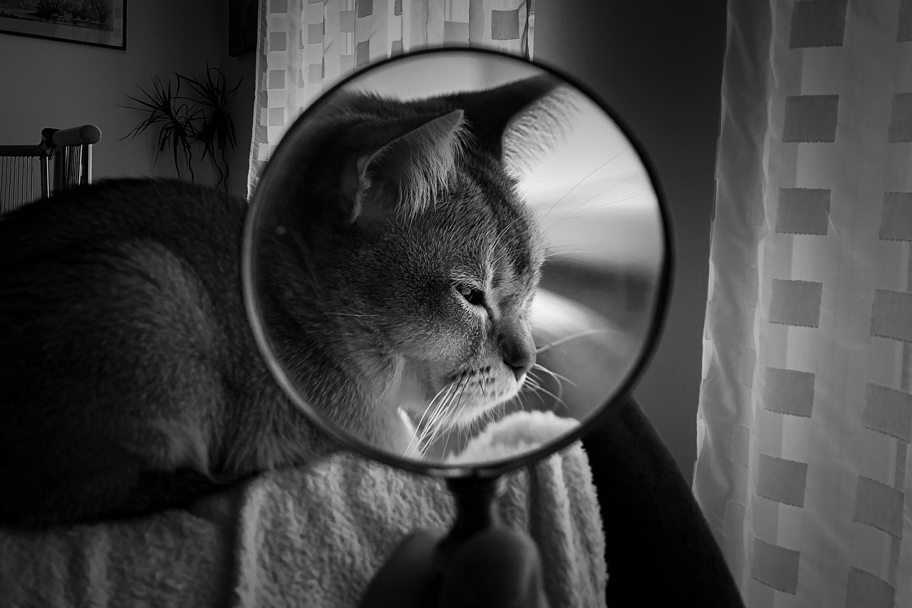 揭秘猫比赛，究竟比拼哪些要素？