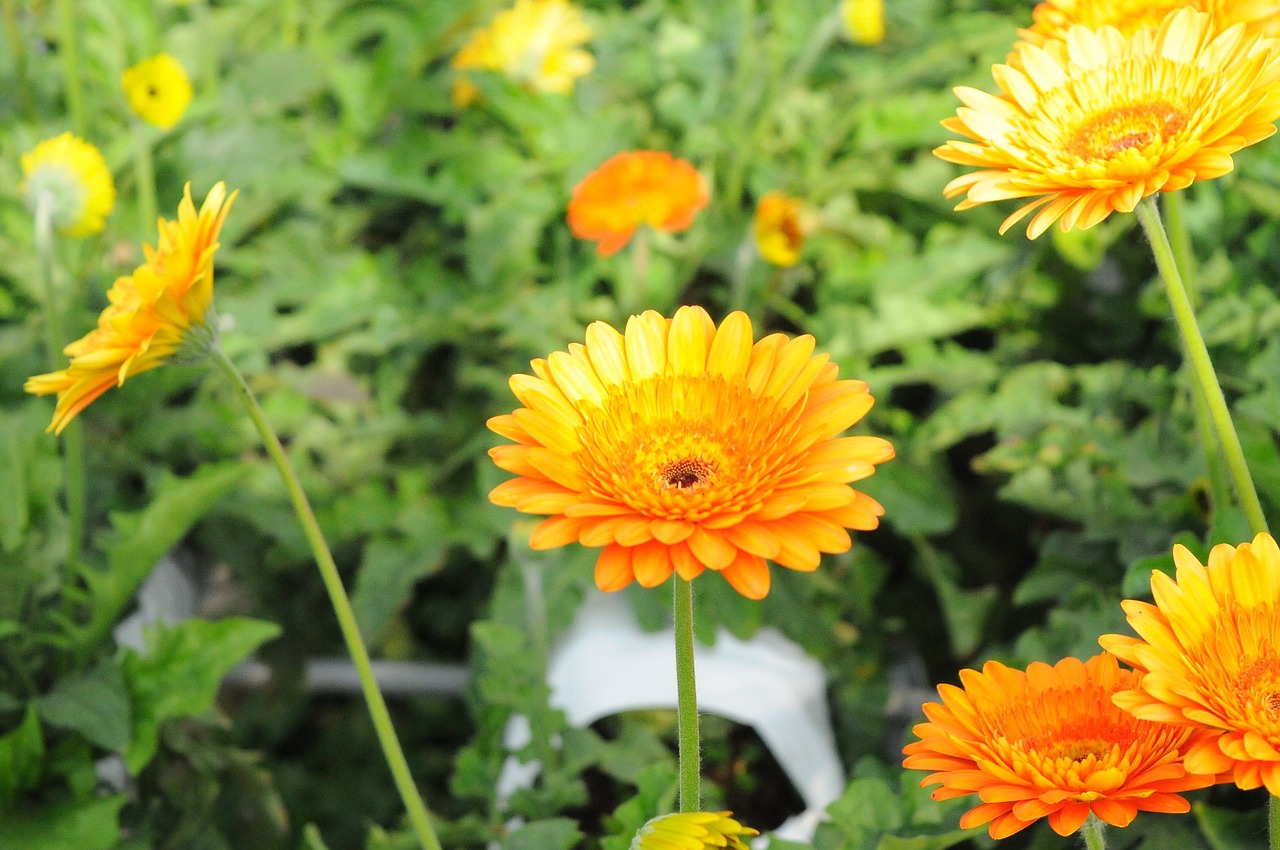 油菜上市时间与季节变迁解析，何时品尝新鲜油菜？