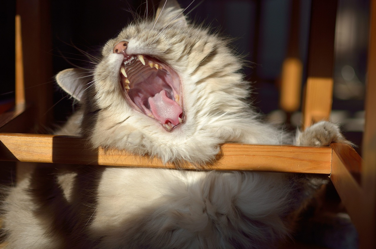 探索最新萌猫的魅力世界，揭秘猫咪的可爱与神秘面纱