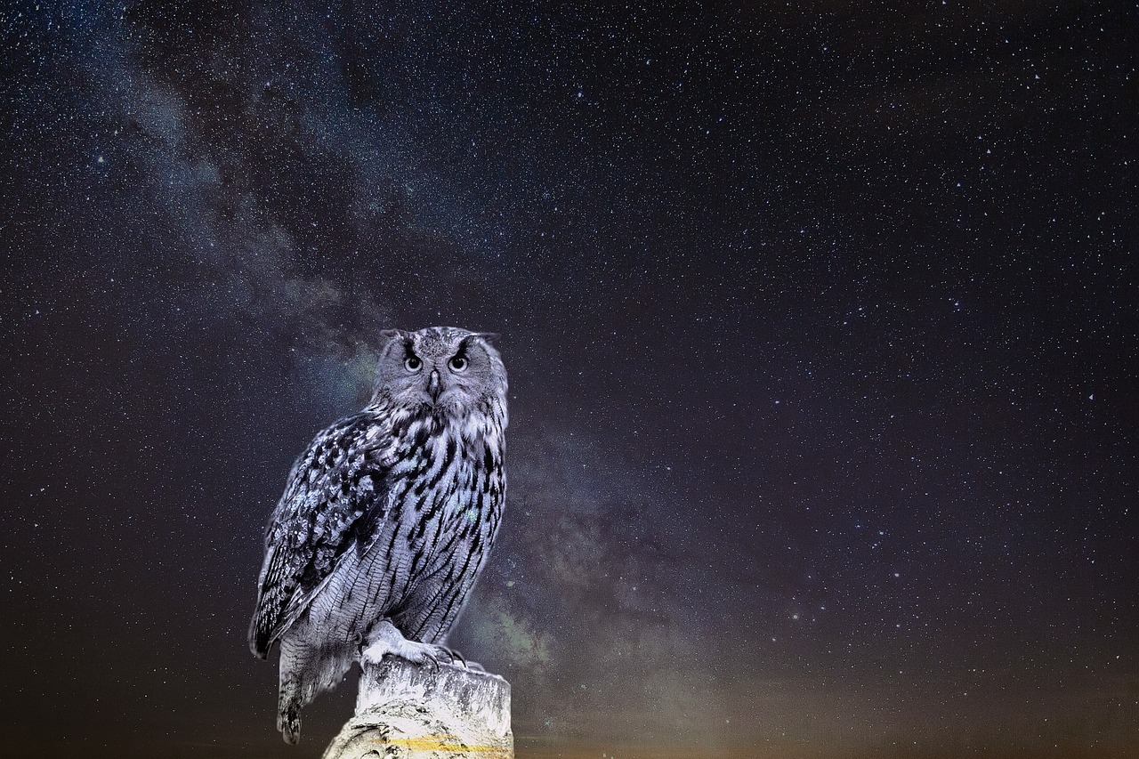 奇幻世界中的女明星小说，梦想与现实交织的浪漫之旅