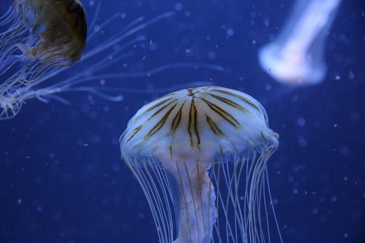 最新龟类展览，探索神秘古老的生物世界之旅