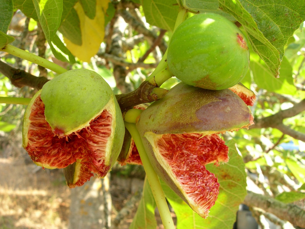 最新秋季平菇菌种品种介绍，种植、特性及市场前景分析
