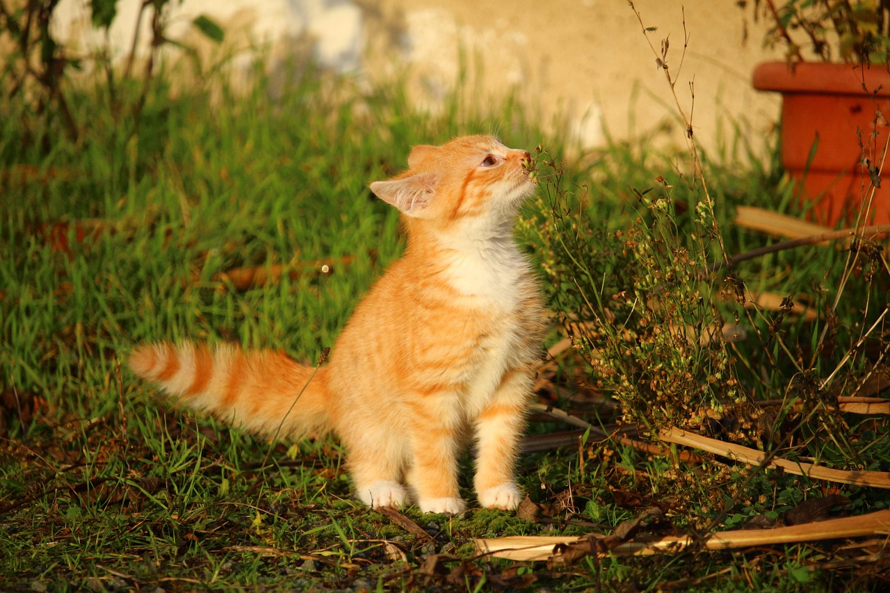 赛季猫比赛，展现猫咪魅力的精彩舞台