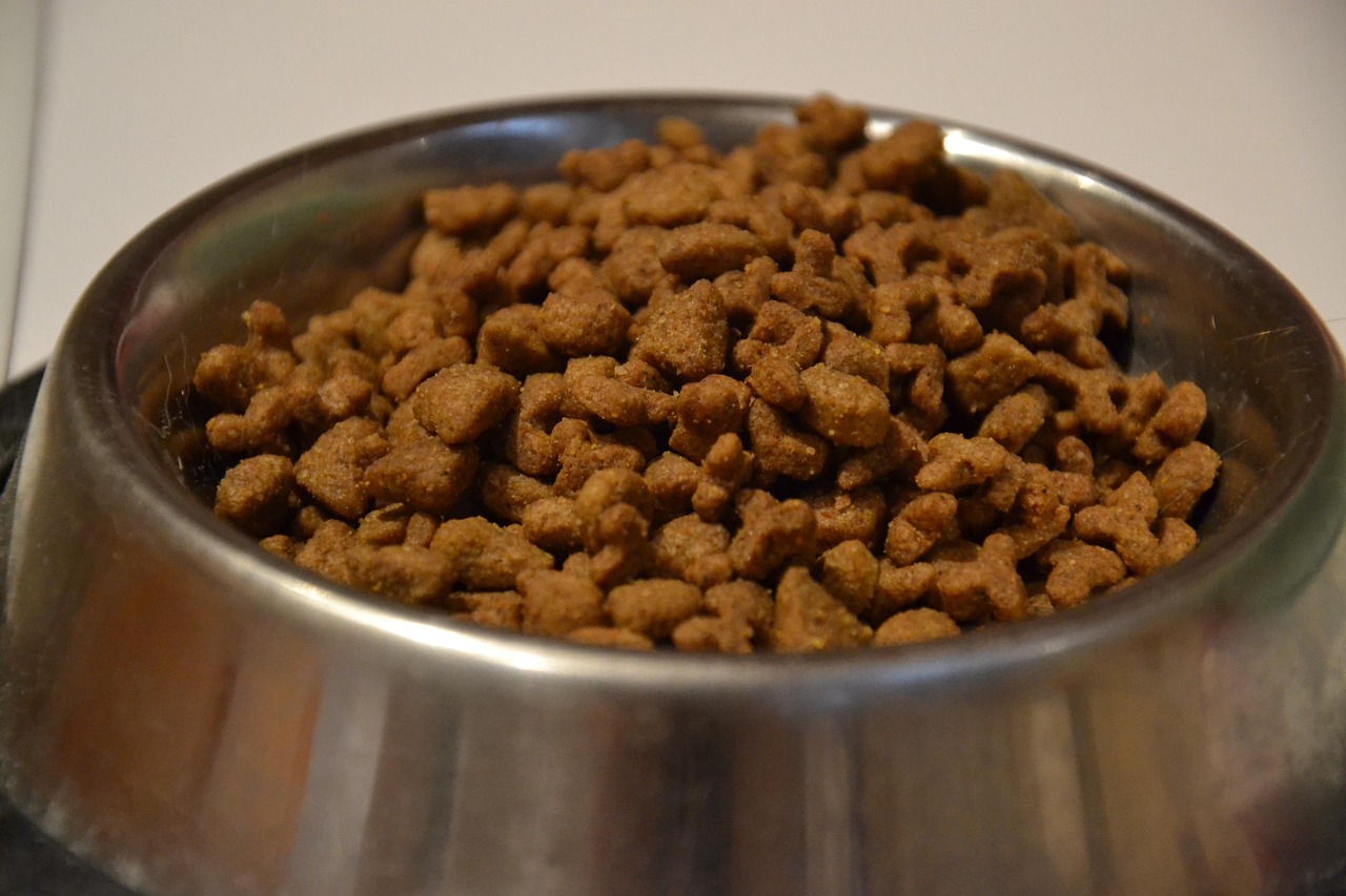 宠物美食直播最新动态，探索宠物美食文化的独特魅力