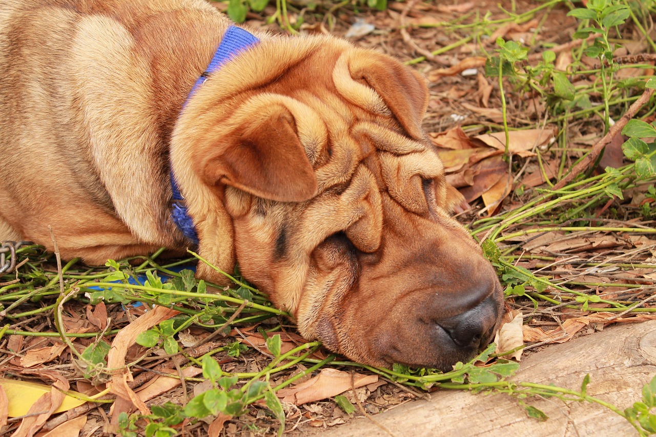 罗威纳犬比赛，力量、智慧与忠诚的巅峰对决或展示