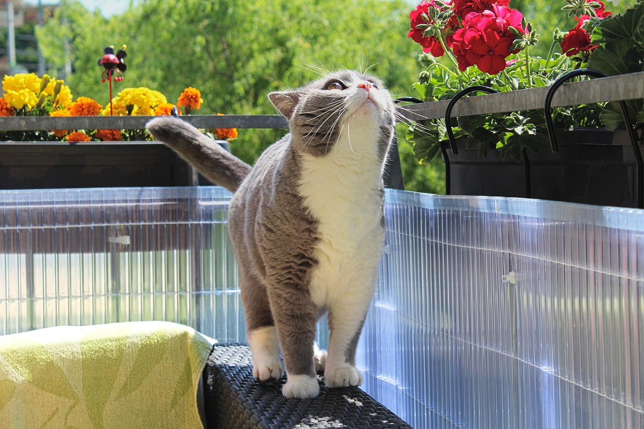 萌探猫咪揭秘最新谜题，侦探之旅启程！