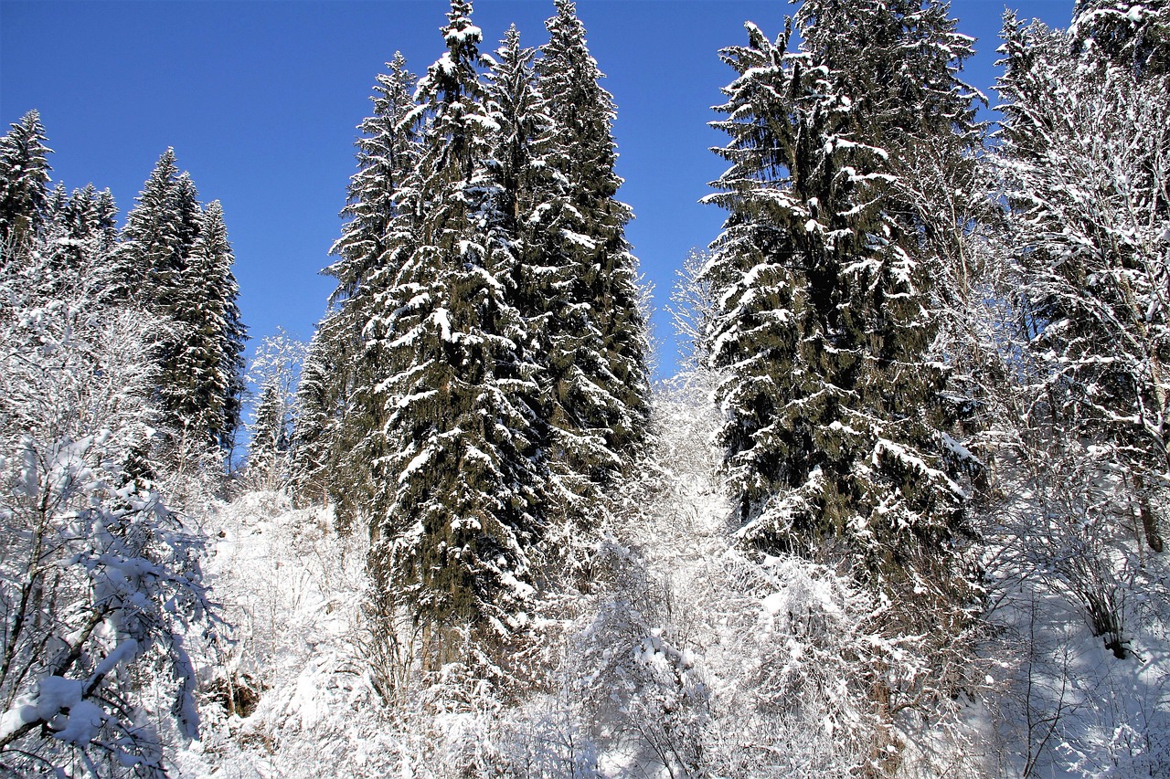 雪狼电影，热血探索冰冷世界的故事