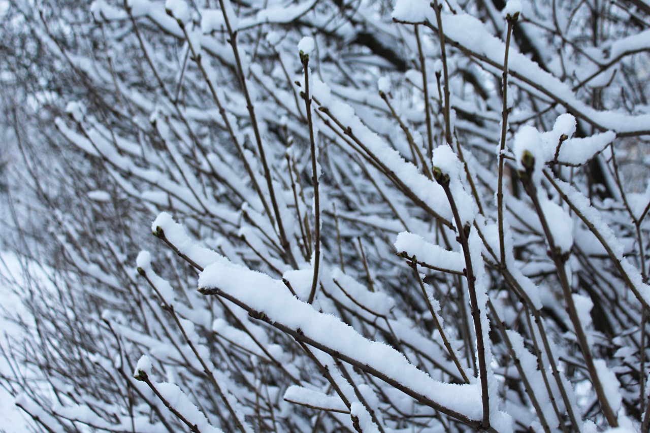 圣诞节会下雪吗？揭秘电影演员阵容