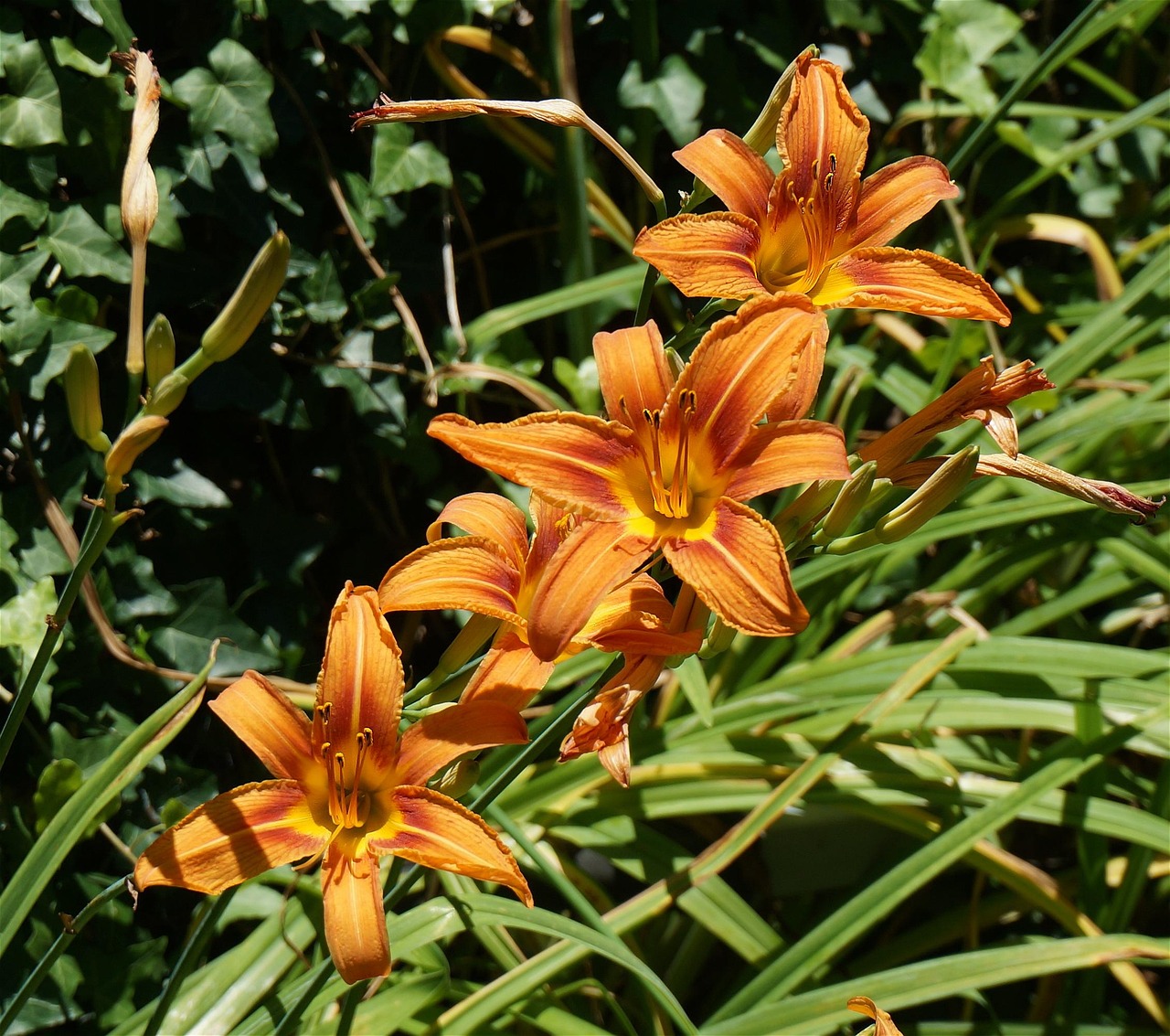 解读百合花的价值与价格差异，一朵百合花究竟多少钱？