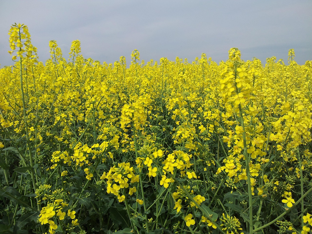 五月花开，李清照电视剧荧屏绽放