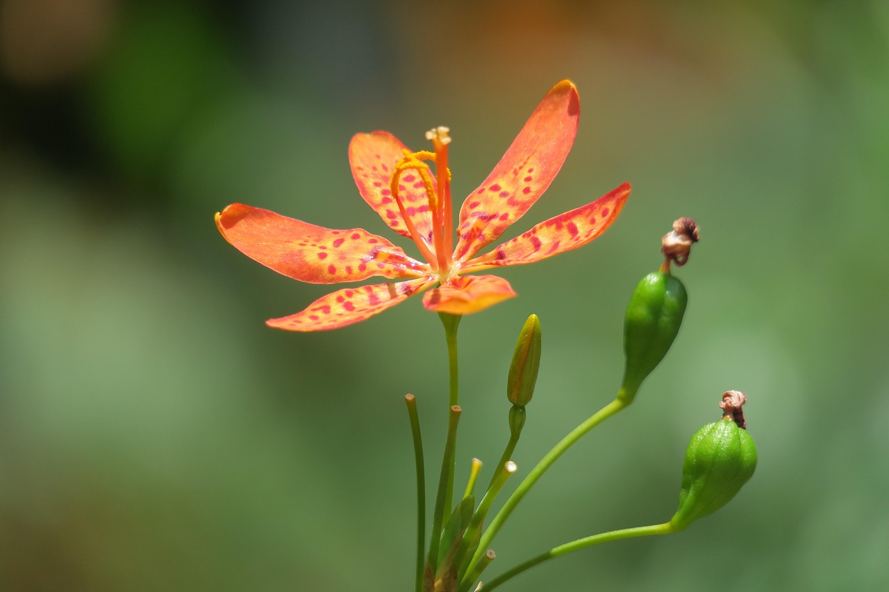 五月桐花乡，最新风情绽放的魅力画卷